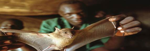 Description: Description: Description: Description: Description: Description: Guinea-Bats-Ebola